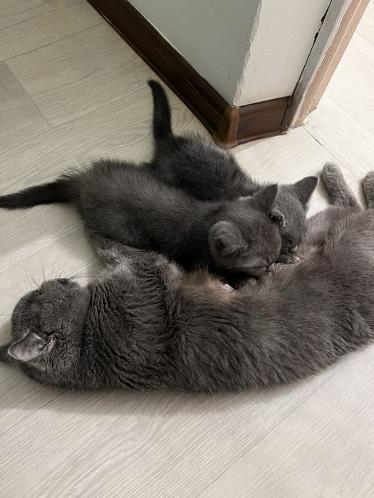 Британские котята