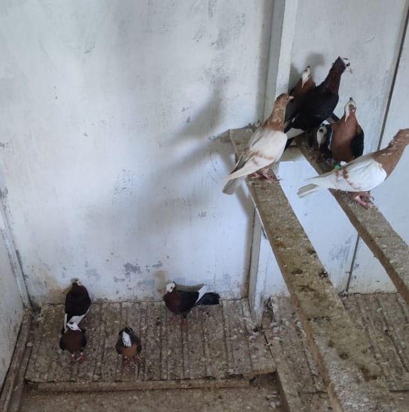 Голуби попы снегири белокрылые кептер