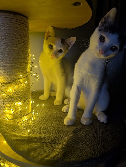 Adoptie - 3 frati wow, ne cautam omul (impreuna sau separat)