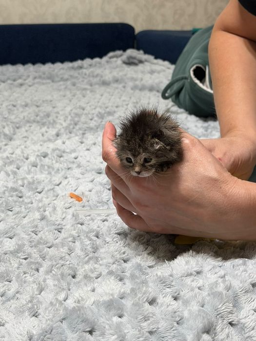 Котята отдам срочно