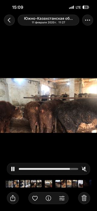 Бордакы ферма аренда,:/ срочно !?