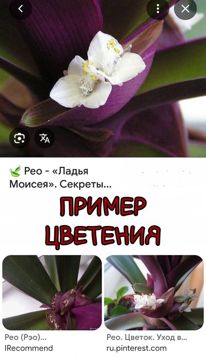 Продам комнатные растения