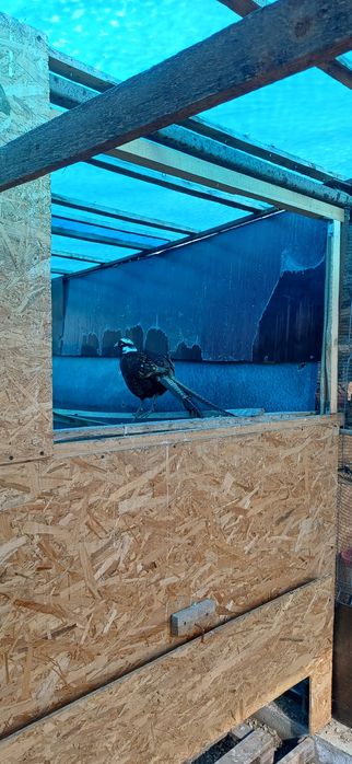 Masculi de un an din mai multe rase