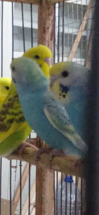 Spingel, Andufka gibrit, Chex, Nemis, Volnistiy juvona papugaylar .