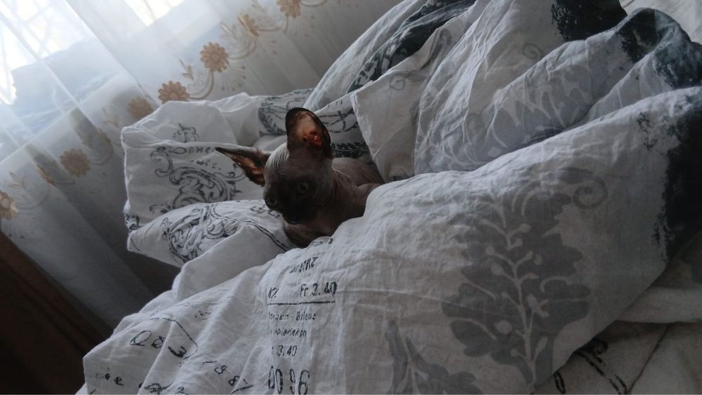 Продам котодевочку сфинкс