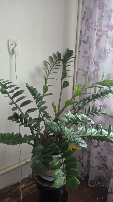 Продам замиакулькас большой