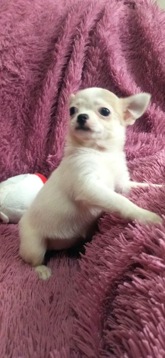Щенок чихуахуа девочка