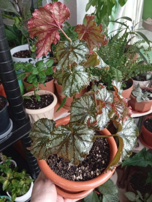 Продам цветы комнатные