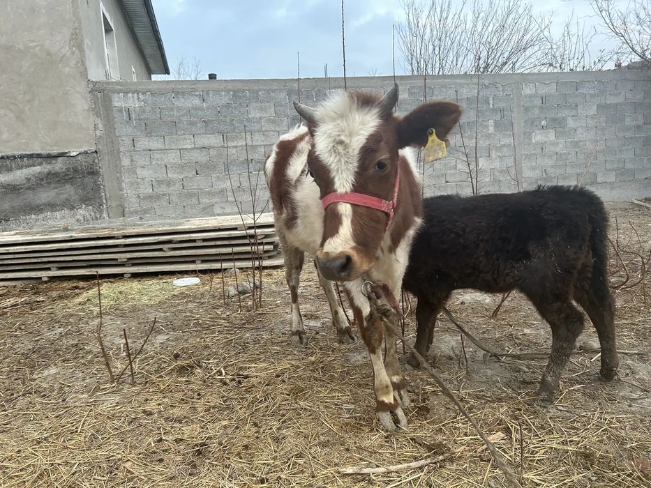 Она бола сигир сотилади