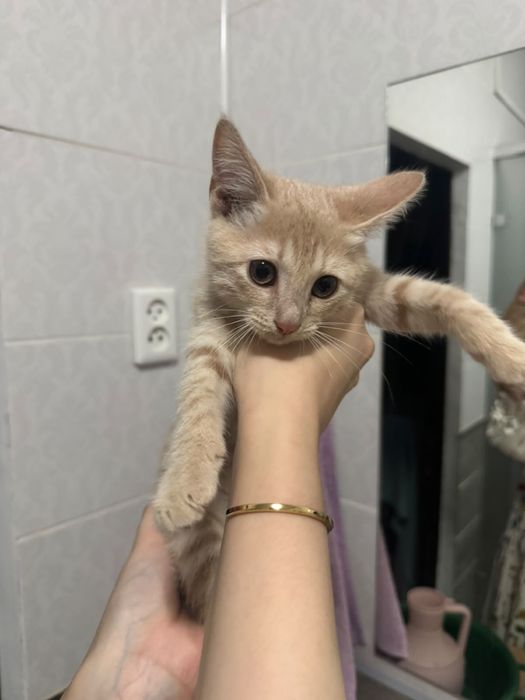 Отдадим котенка в добрые руки