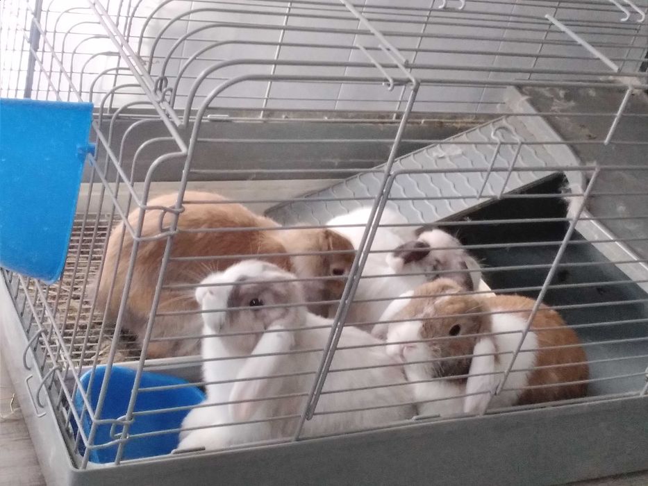 кролики вислоушки, самые домашние , самые умные, самые добрые