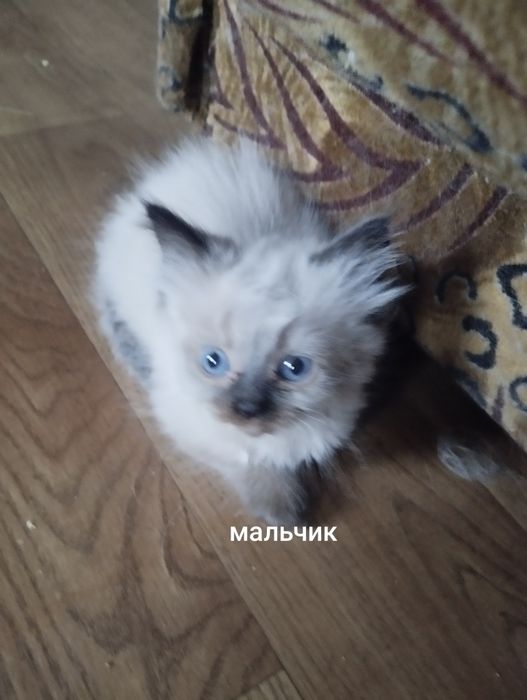 Персидские котята