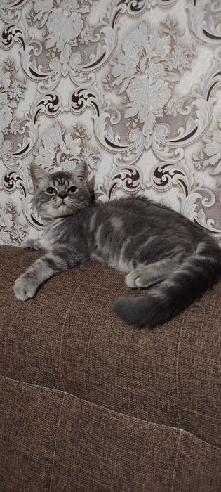 Scottish Straight Скотиш страйт