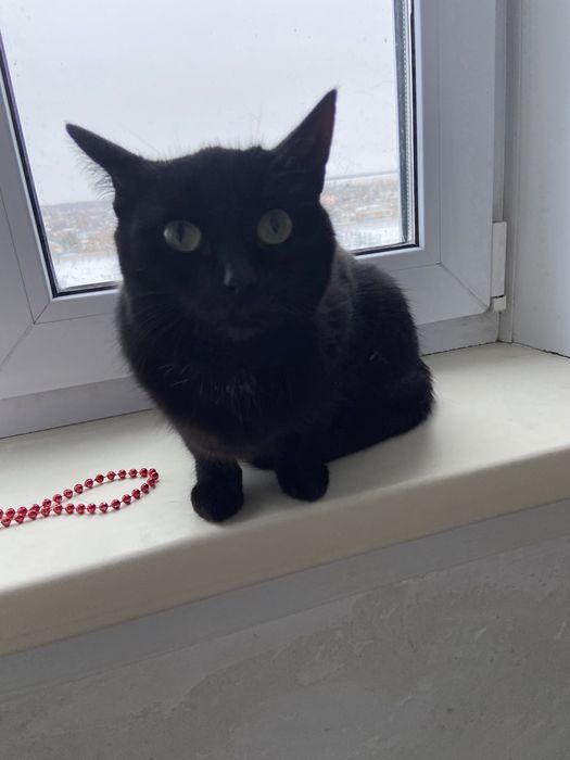 Отдам в добрые руки кошечка молодая