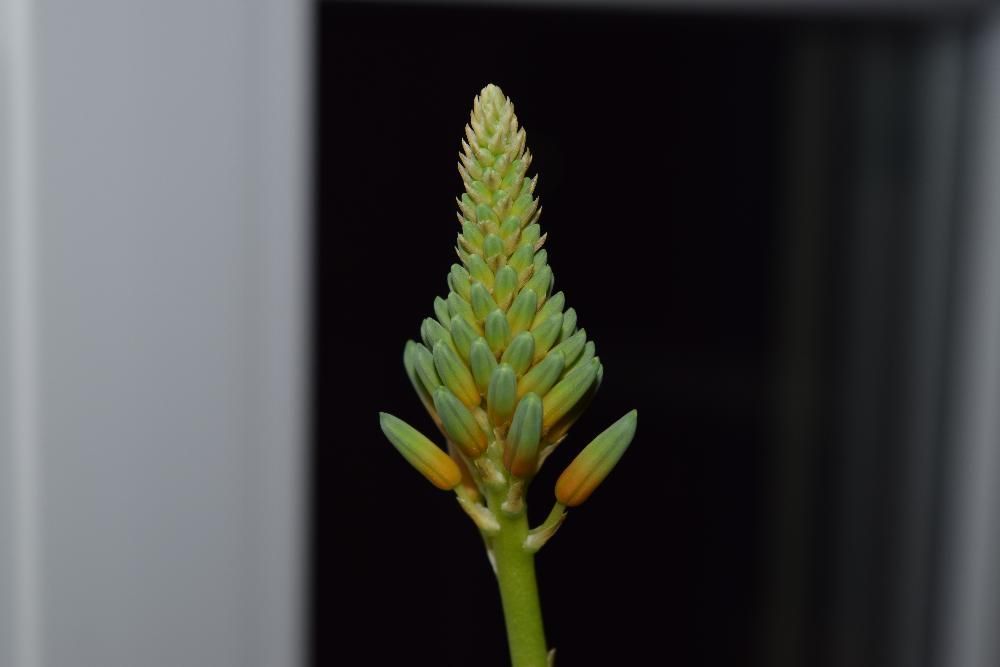 Aloe - care infloreste