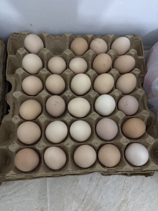 Продажа яйц свежие!