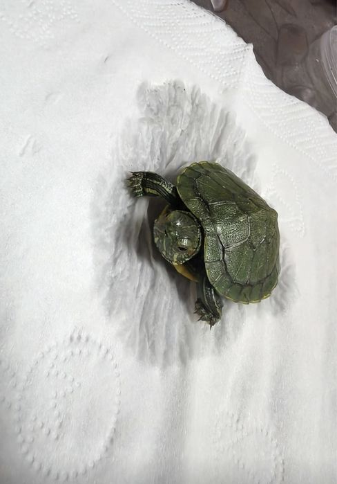 черепашка красноухая вместе в аквариум и с кормом