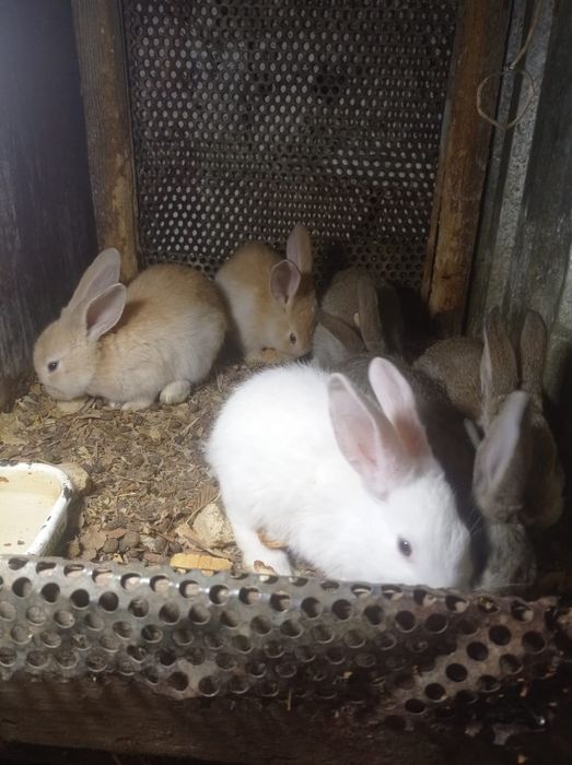 Продаются крольчата