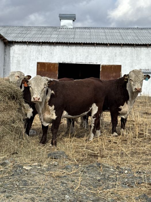 Ак бас,Продаже быки племменные