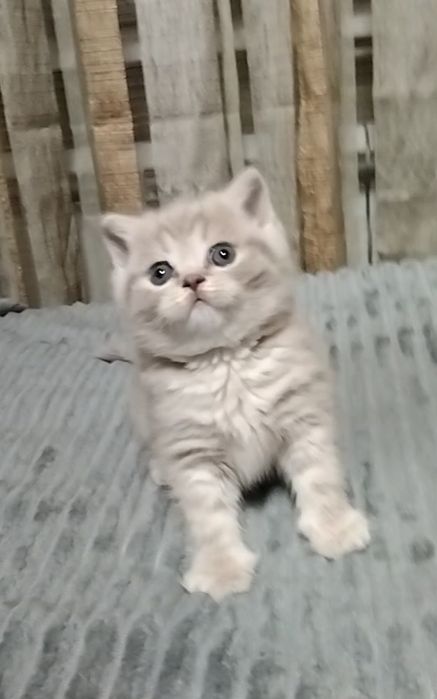 Девочка. Скоттиш страйт.