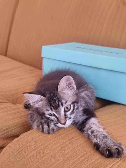 Котёнок, девочка