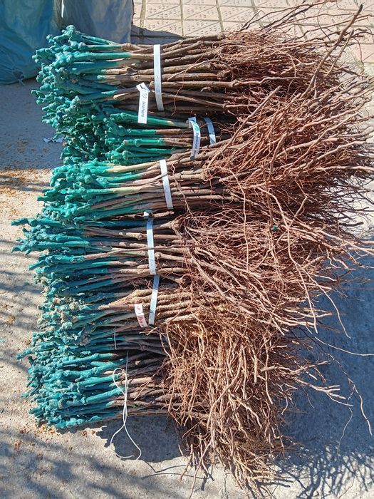 Лозов посадъчен материал