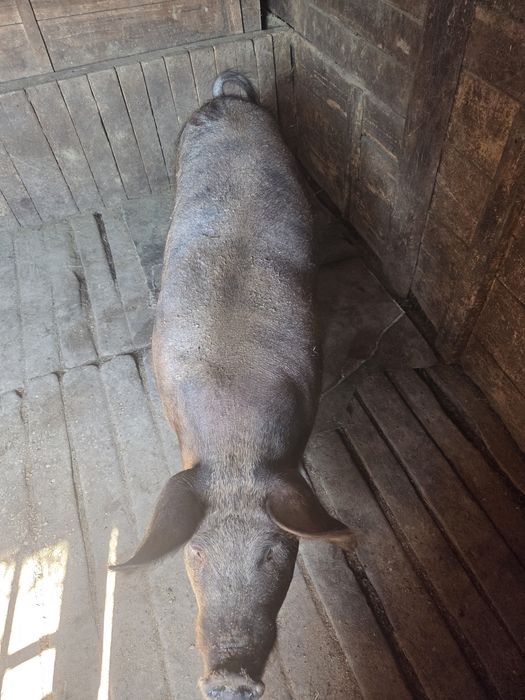 Vând Capră de carne