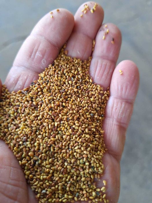 Люцерново семе люцерна семена