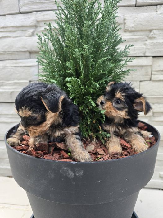 Мини йоркширски териер