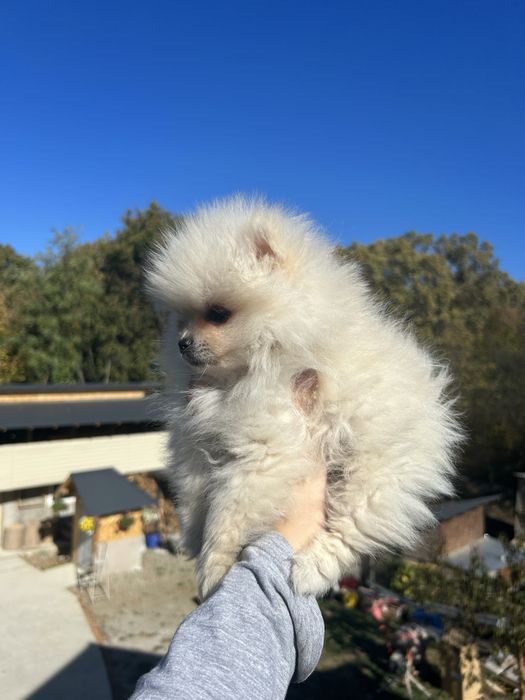 Fetita Pomeranian