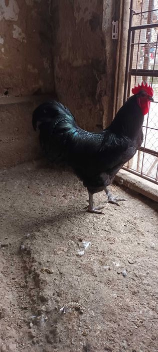 Vand oua de gaini australorp negre.