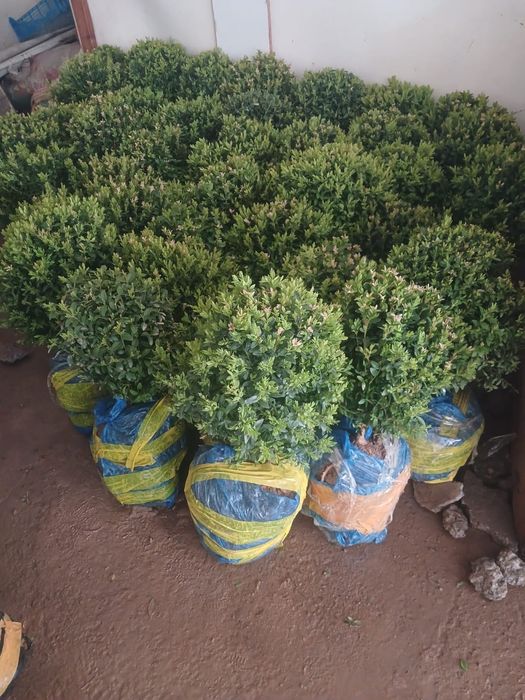 Самшить на продажу