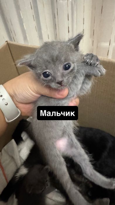 Маленькие котята