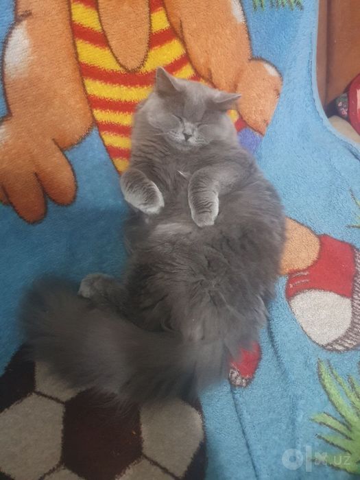 Отдам в хорошие руки кот и кошка