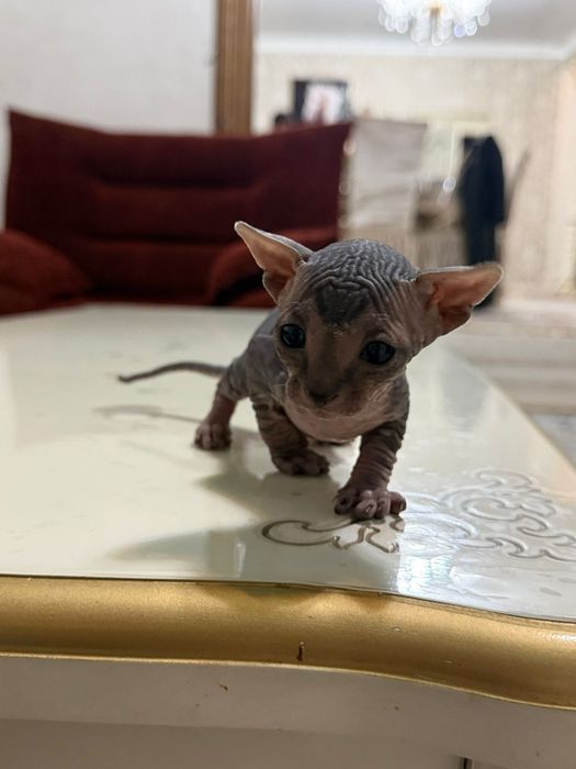 Котята сфинксы канадские