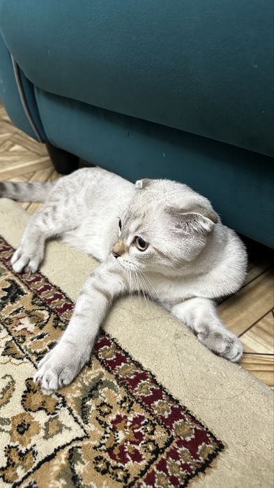 Шотландские вислоухие *скоттиш-фолд*