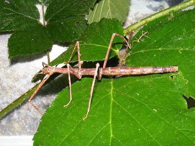 Insecta bat/Stick Insect