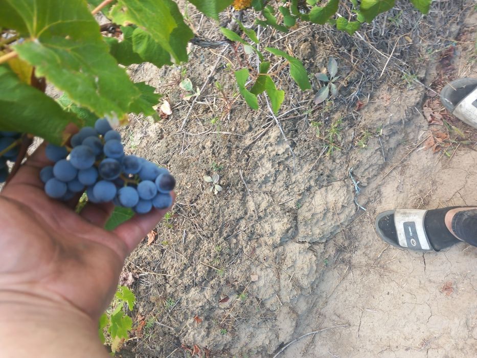 Vând struguri  de vin