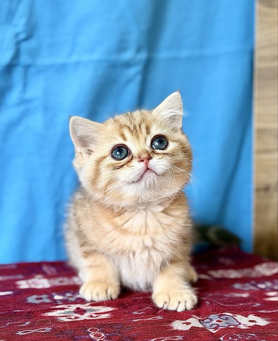 Золотая шиншилла. Мальчик