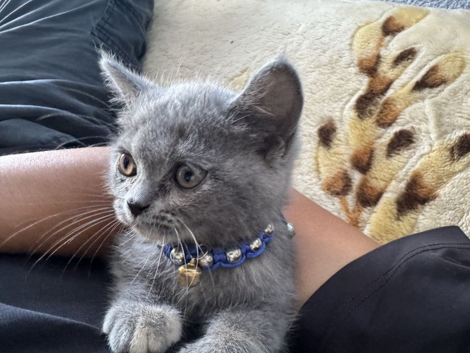 Продается котёнок