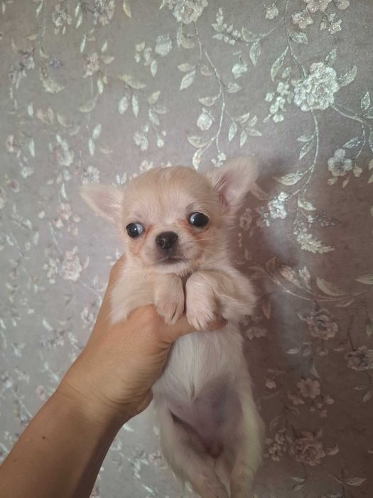 Щенки чихуахуа крошечки