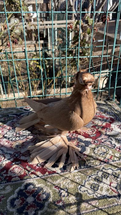 Голуби кептер пр