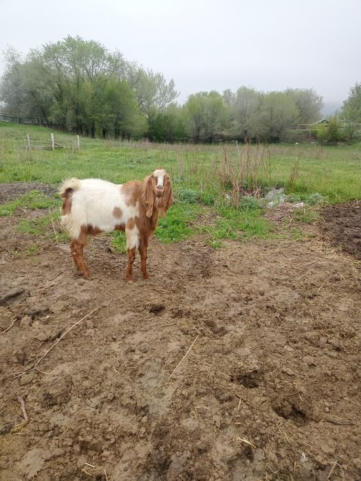 Продам Козлика камори
