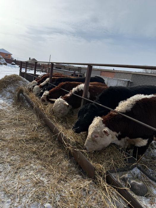 Продам быков 2-годовалых