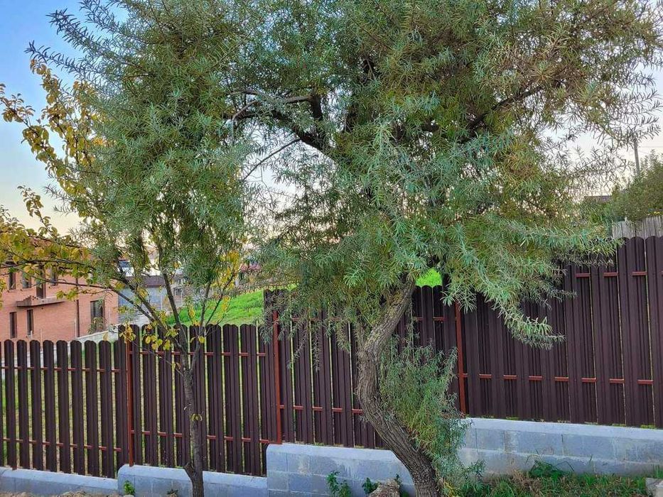 Garduri de diferite modele (jaluzele, sipca metalica, tabla plasa BCA)