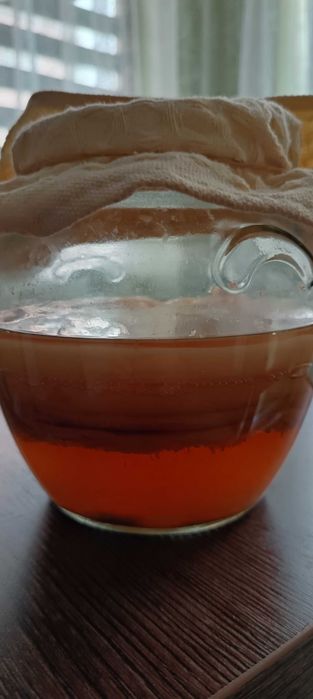 Комбуча гъба scoby + стартер течност за напитка