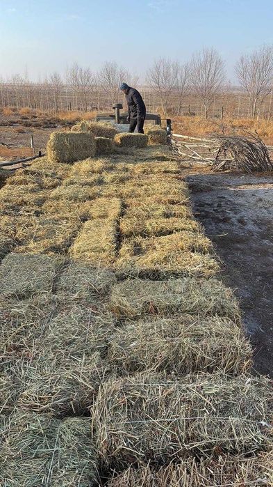 продам сено тюки