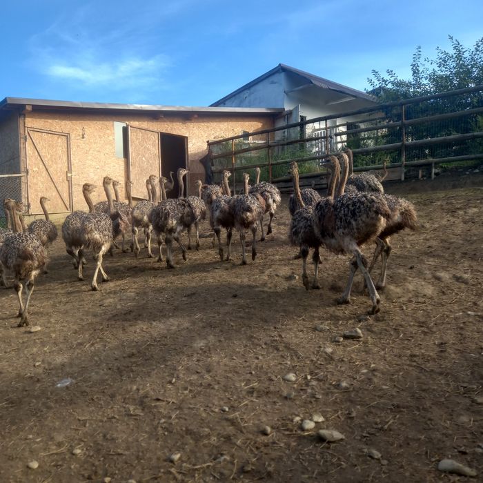 Ferma Tomsa Ferma Struti