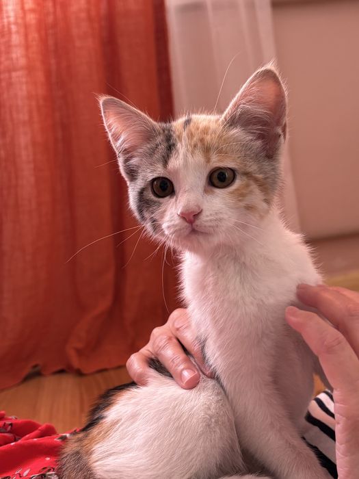 Отдам котенка в добрын руки