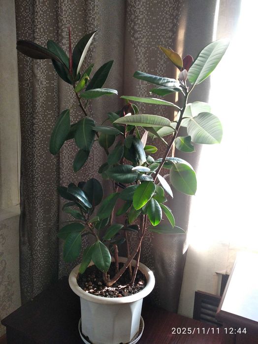 Фикус каучуконосный